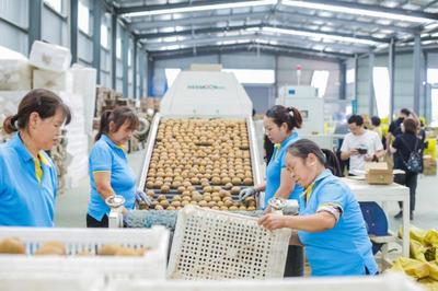 10億獼猴桃的電商奇跡 武功縣如何打造中國獼猴桃電商第一縣